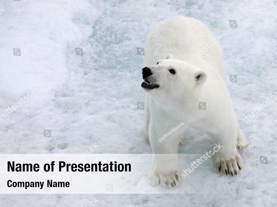 Environment Polar Bear In The Wilderness PowerPoint Template ...