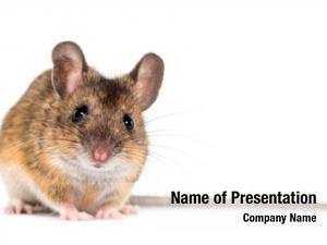 show mouse in keynote presentation