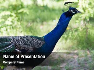 Peacock PowerPoint Templates - Peacock PowerPoint Backgrounds ...