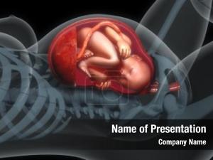 Womb baby human  