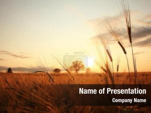 Field sunset wheat  