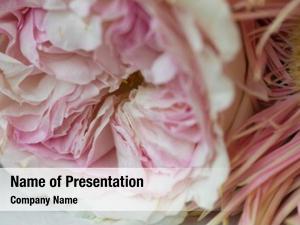 Decoration, pink flower hydrangea flower