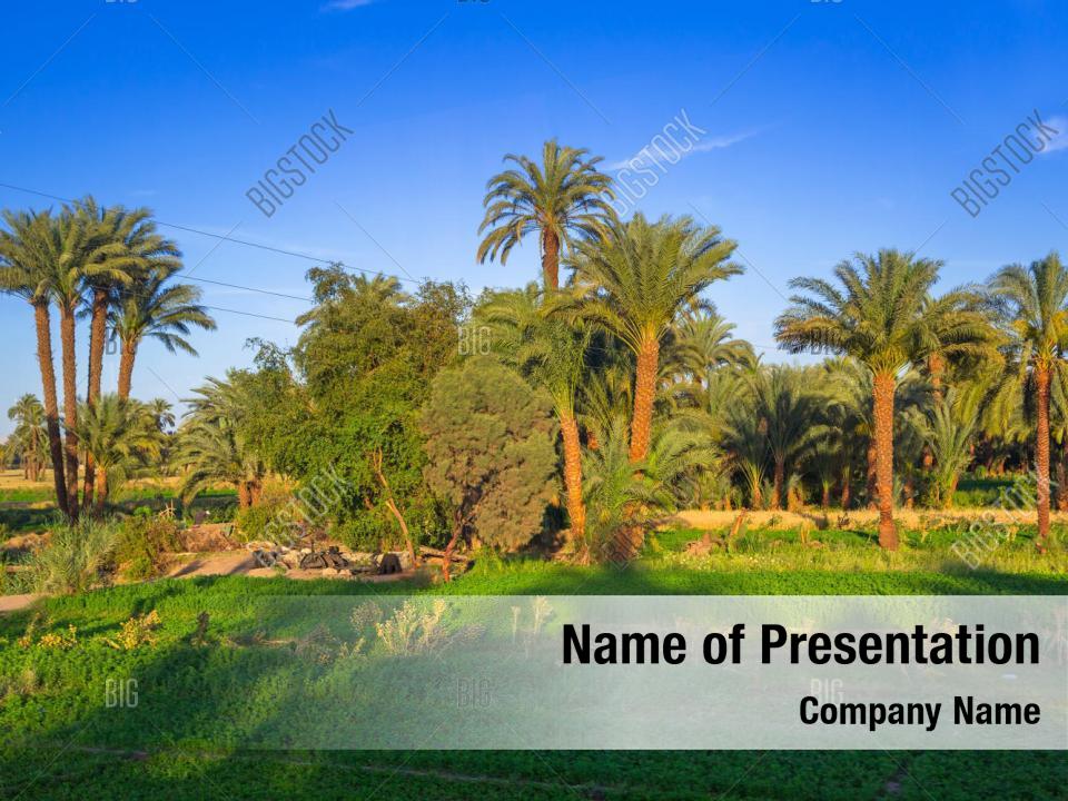 date-palm-powerpoint-theme-powerpoint-template-date-palm-powerpoint