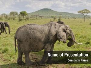 cute indian elephant powerpoint template