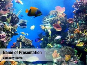 Showing colorful aquarium, different colorful PowerPoint Template