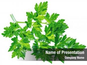 Parsley Decoration PowerPoint Templates - Parsley Decoration PowerPoint ...