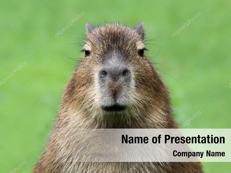 Capybara in the natural PowerPoint Template Capybara in the natural