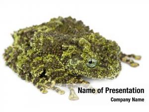 Theloderma mossy frog, corticale, also