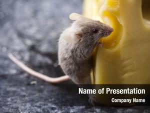 Mouse on the cheese 