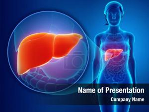 Liver render male anatomy 