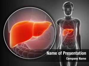 Liver render male anatomy 