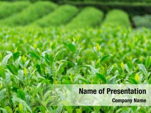 Tea fresh green field 