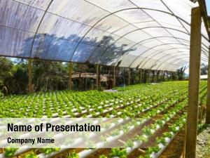 Planting hydroponics 