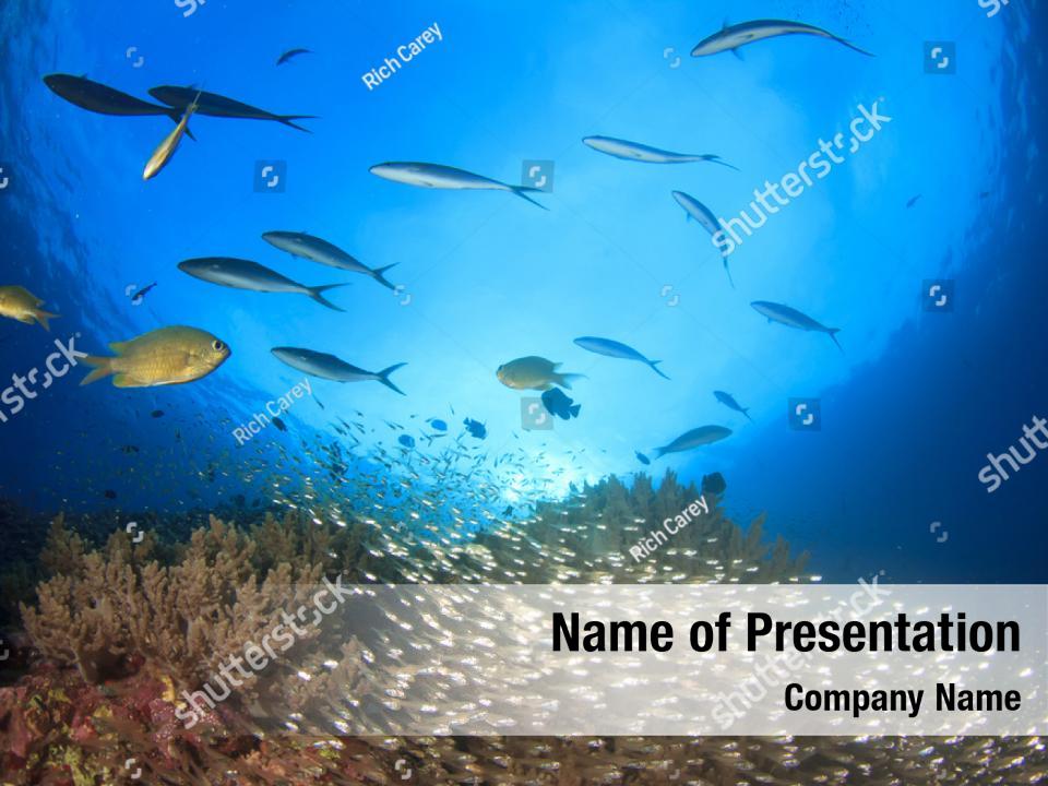 biodiversity-fish-on-underwater-coral-powerpoint-template-biodiversity-fish-on-underwater
