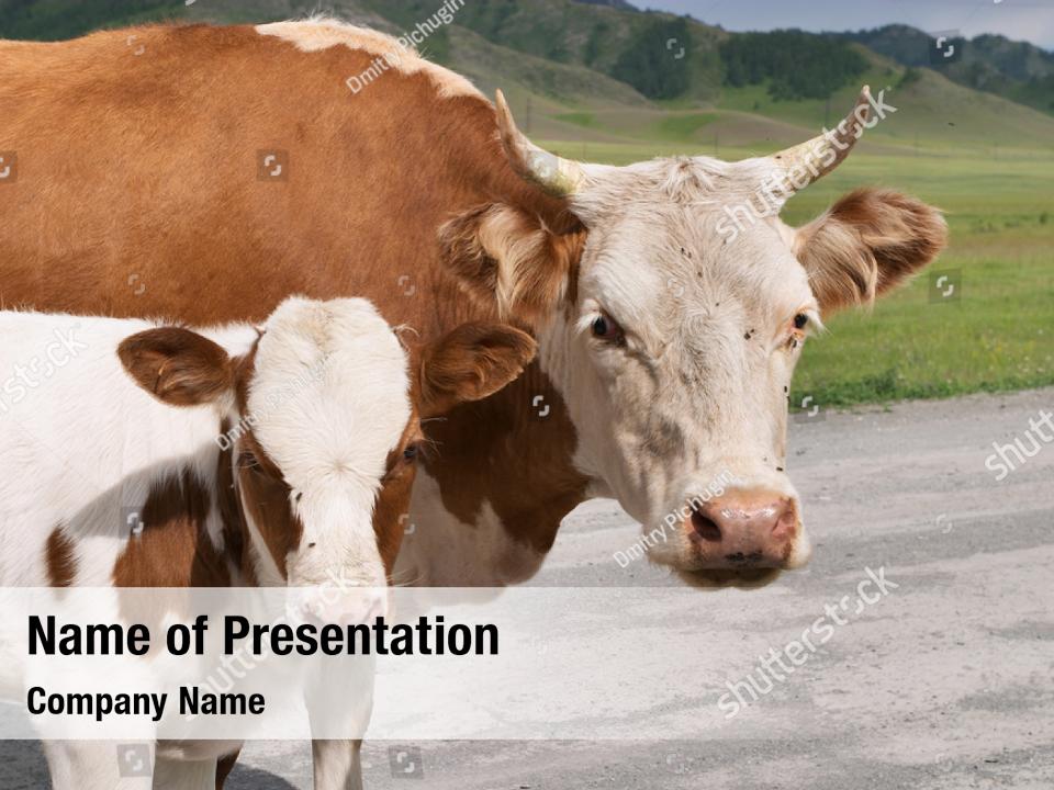Young calf cow PowerPoint Template Young calf cow PowerPoint Background