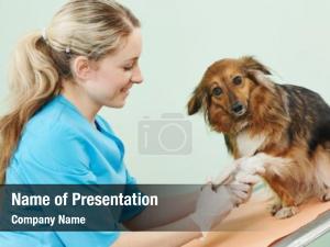 Surgeon female veterinarian worker treating