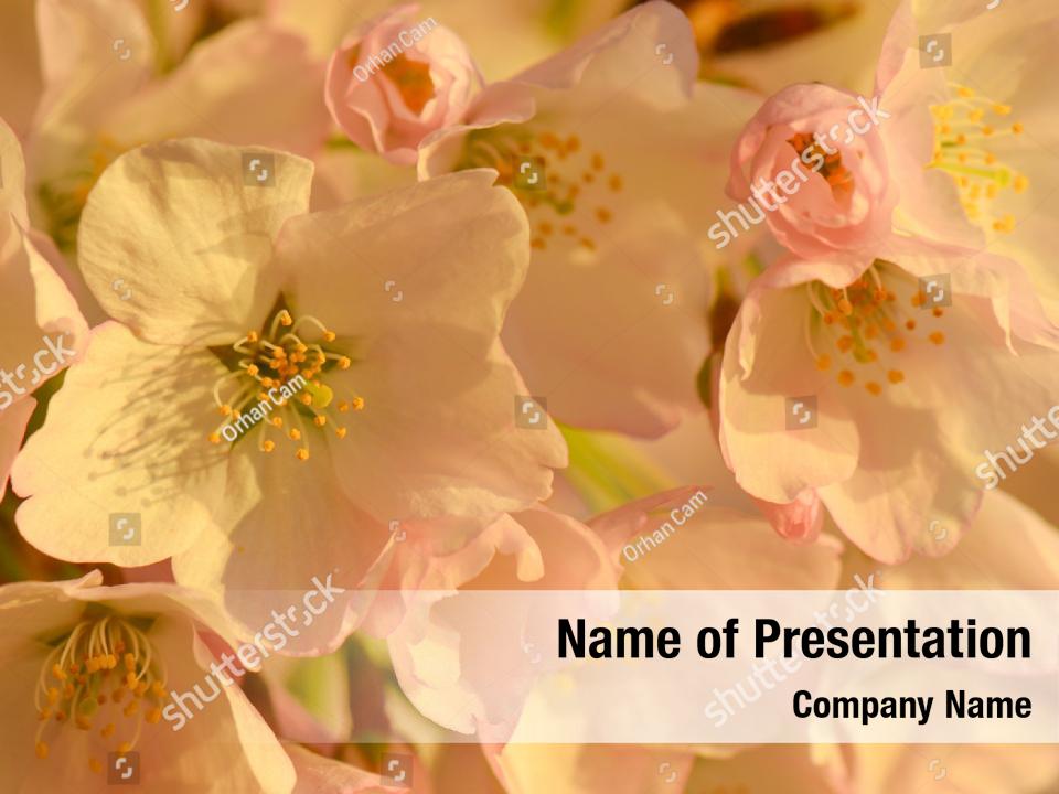 cherry-blossoms-during-powerpoint-template-cherry-blossoms-during-powerpoint-background