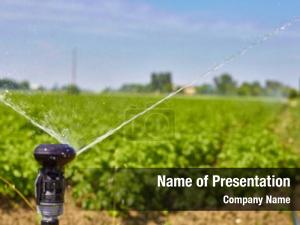 Watering irrigation sprinkler potato field