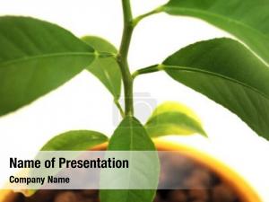  PowerPoint Template