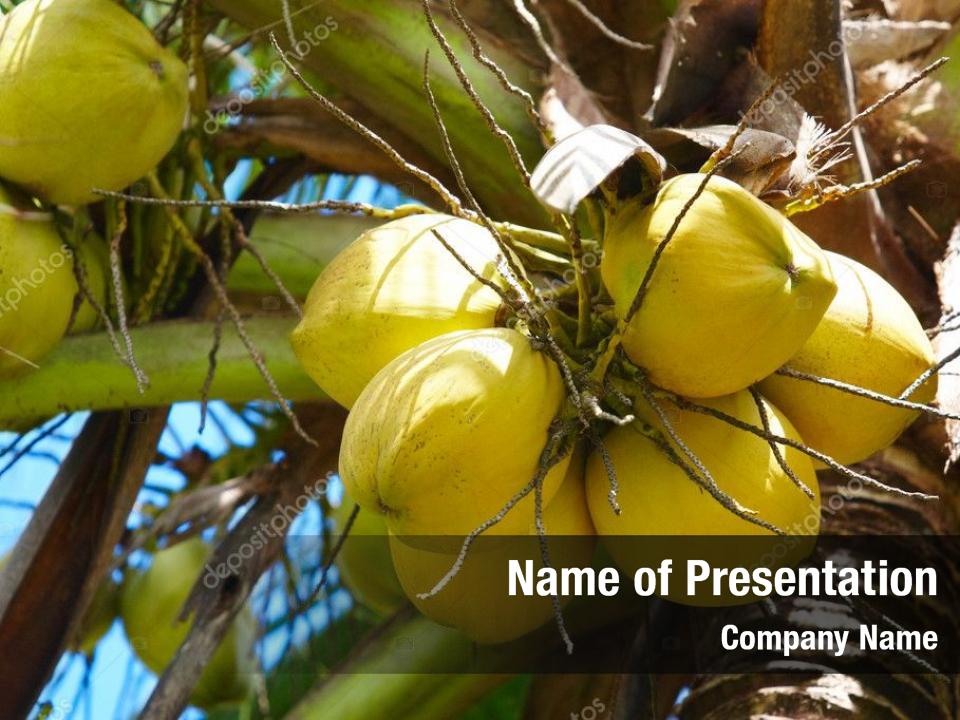 palm-trees-and-coconuts-free-presentation-templates