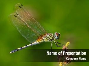 Dragonfly PowerPoint Template