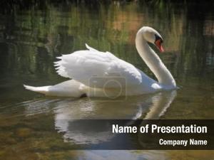 Swan PowerPoint Template