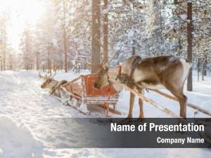 Forest reindeers winter finnish lapland