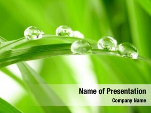 Green Water Drops PowerPoint Templates - Green Water Drops PowerPoint ...