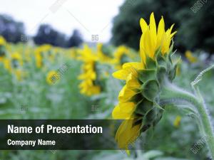 Flaming Sunflower PowerPoint Templates - Flaming Sunflower PowerPoint ...