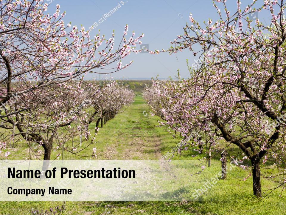 Orchard tree peach flower PowerPoint Template - Orchard tree peach ...