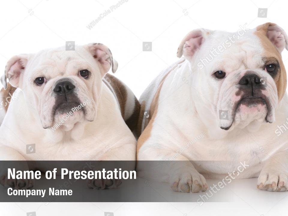 English bulldog two cute english PowerPoint Template - English bulldog ...