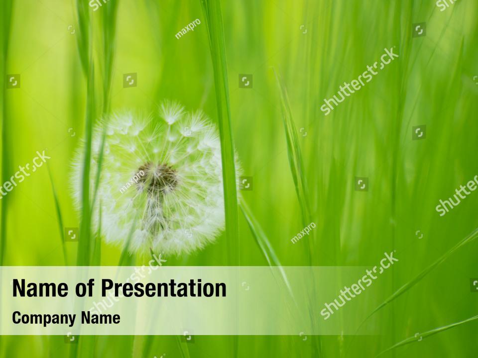 Wildflowers fluffy dandelion flower PowerPoint Template