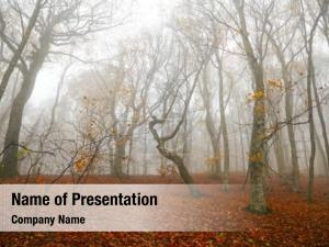 Misty magic spring forest  PowerPoint Template