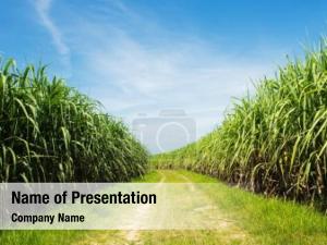 20+ Agriculture PowerPoint Templates - PowerPoint Backgrounds for Agriculture  Presentation