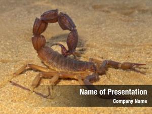 (parabuthus aggressive scorpion spp 