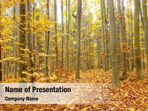 Autumn Woods PowerPoint Templates - Autumn Woods PowerPoint Backgrounds ...