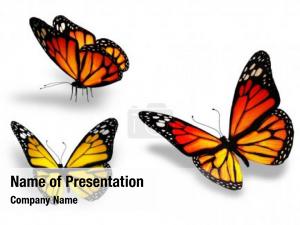 Butterflies PowerPoint Template