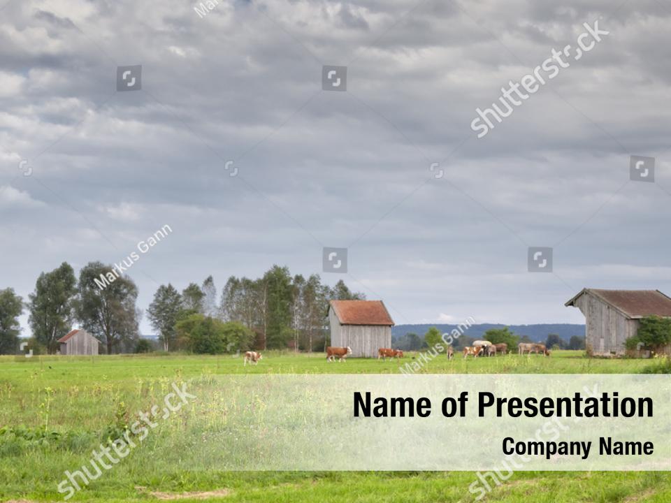 cattle-farm-powerpoint-template-cattle-farm-powerpoint-background