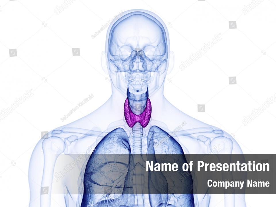 thyroid-gland-anatomical-powerpoint-template-thyroid-gland-anatomical