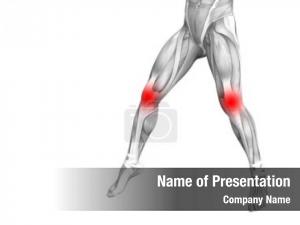 Human conceptual knee anatomy red