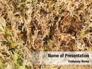 Plant Propagation PowerPoint Template