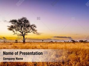 Savanna Sunset PowerPoint Templates - Savanna Sunset PowerPoint ...