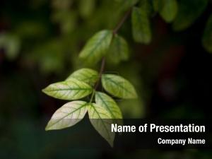 Green Leaves Free PowerPoint Template