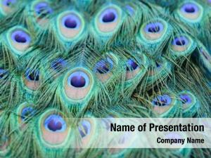 Peacock PowerPoint Templates - Peacock PowerPoint Backgrounds ...