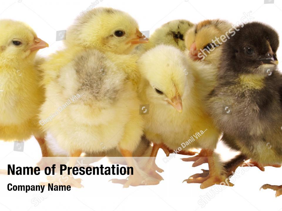 Livestock Chickens Farm PowerPoint Template - Livestock Chickens Farm ...