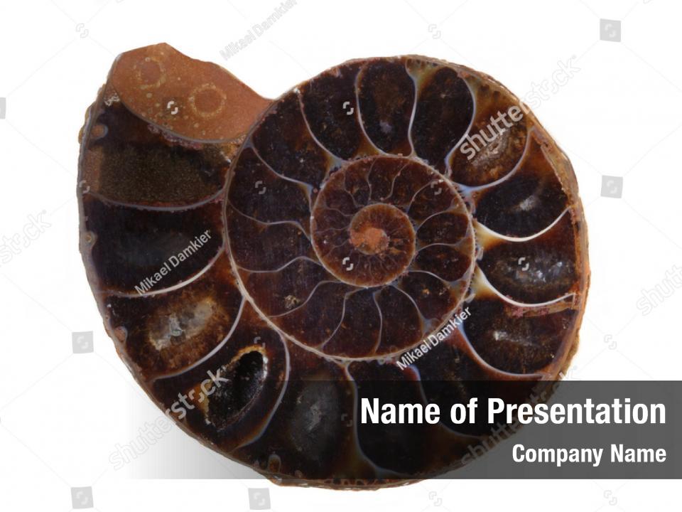 Fossil ammonite PowerPoint Template - Fossil ammonite PowerPoint Background