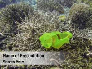 Pollution plastic bag coral reef, PowerPoint Template