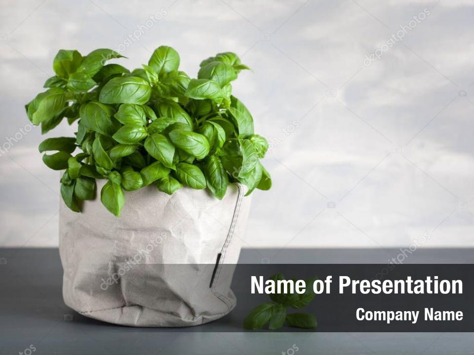 Fresh basil PowerPoint Template Fresh basil PowerPoint Background