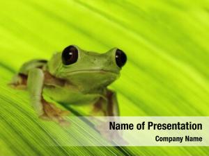 Amazon frog tropical rain forest