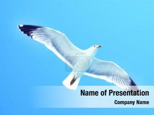 Sea Gull PowerPoint Template